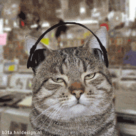 Cat with headphones gif via giphy