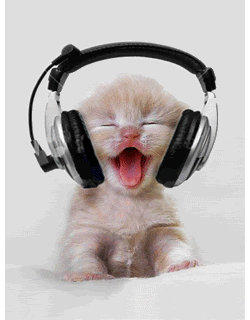 Kitten with headphones listening to music