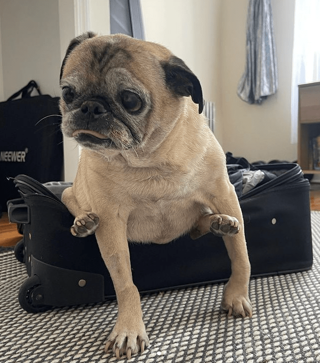 Noodle the pug in a suitcase