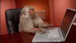 Monkey hitting keyboard