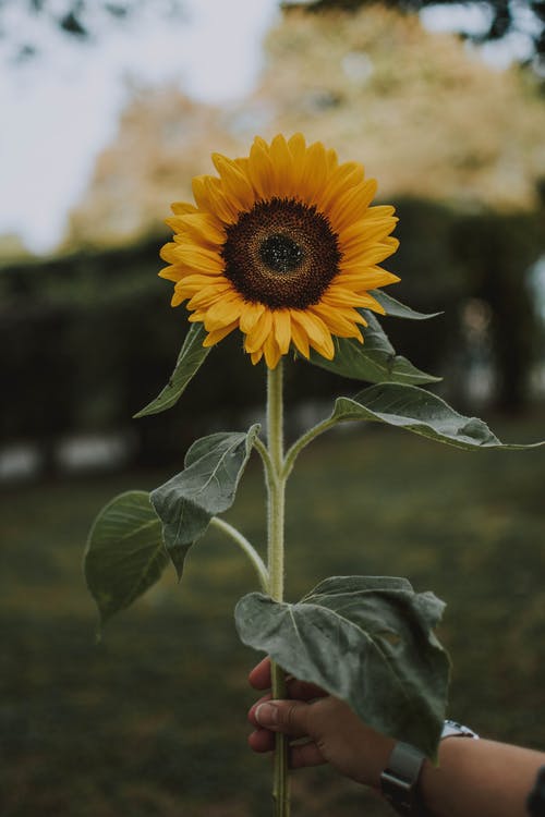 Sunflower image from Pexels