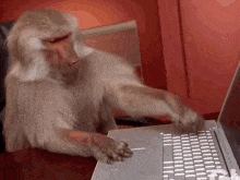 Monkey slamming laptop keys