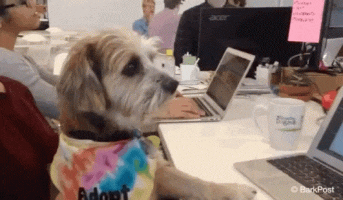 Dog using laptop GIF