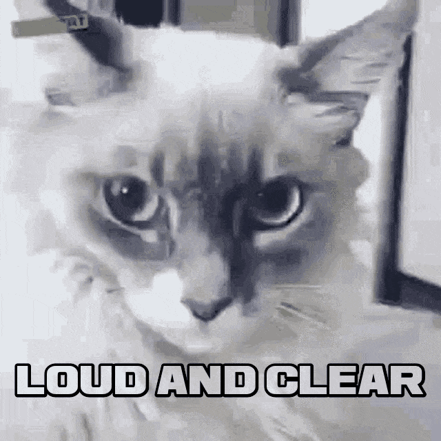 Cat looking shocked with message Loud and Clear GIF