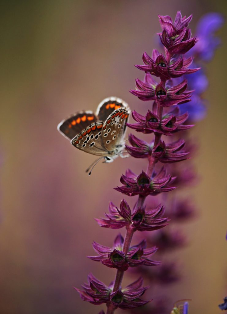 A beginner's guide to macro photography - everything you need to know about the up close shots. Photo of a butterfly landing on a flower.