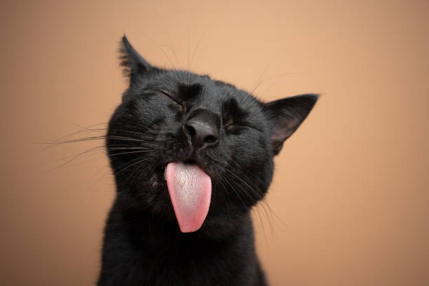 10 April Fools' Day ideas for small businesses to run. Black cat sticking out tongue.