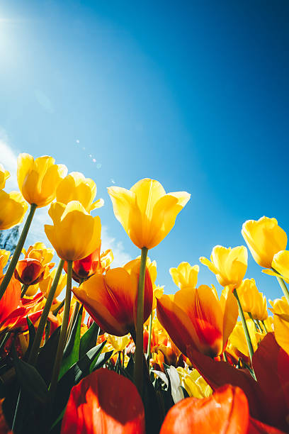 Fresh ideas for spring YouTube content inspiration for creators. Tulips photo on a bright spring day.