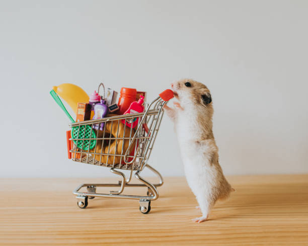 How useful resource lists can be to anyone wanting to start learning your craft. Photo of a hamster pushing a filled trolley.