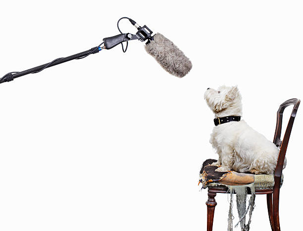 The best portable microphones of 2024 - top picks for creators on the go. Picture of a dog sat on a chair looking up at a microphone.