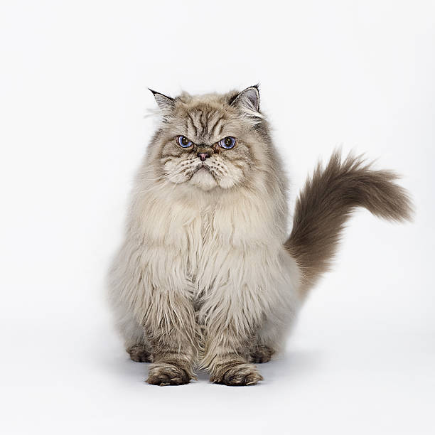 Spotify and Epic Games are unhappy with Apple's new DMA plans. Angry looking Persian cat.