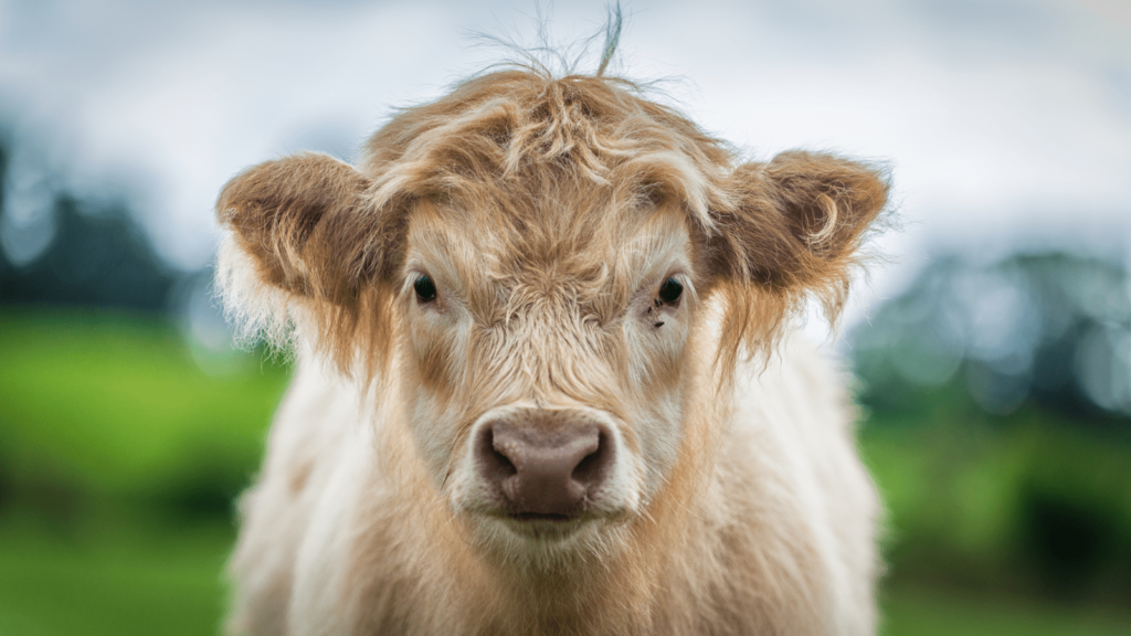 The rule of thirds and other composition techniques - elevating your photography. Photo of a cow with a shallow depth of field.