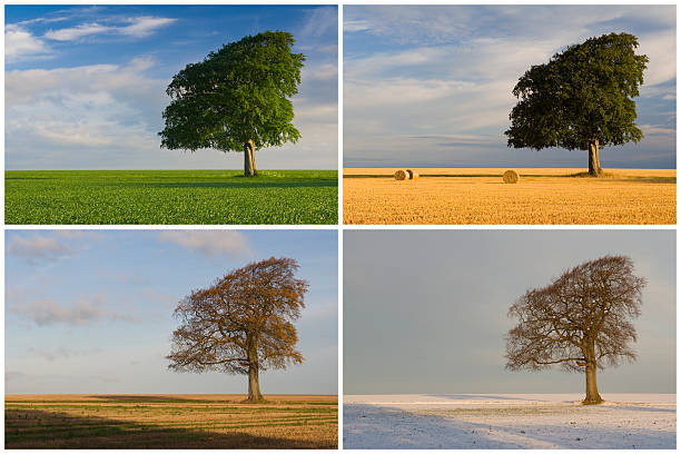 Adapting your business with the changing seasons - why it matters and how to do it. Photo of the same tree in the four different seasons.