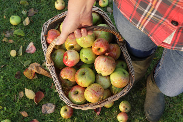 10. Share your Fall bucket list. Apple's in a basket.