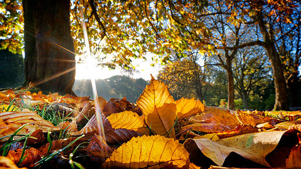 Top Fall marketing ideas to boost your small business sales. Photo of Autumn leaves and trees in the woods.