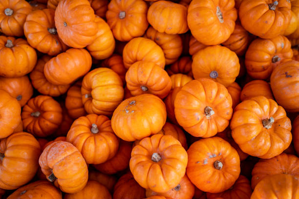 10 fall content ideas to spice up your social media feed. Photo of lots of pumpkins together.