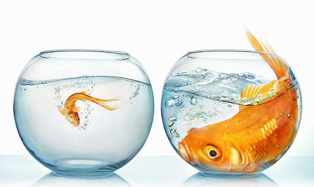 How to deal with cringe, comparison, and self-doubt. Photo of two fishbowls, one has a normal-sized goldfish and the other has a giant one.