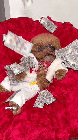 How to support your favourite artist without spending money. Dog having money thrown over it GIF.