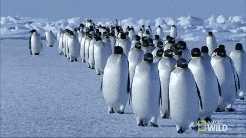 How to turn viewers into a loyal community. Penguin GIF.