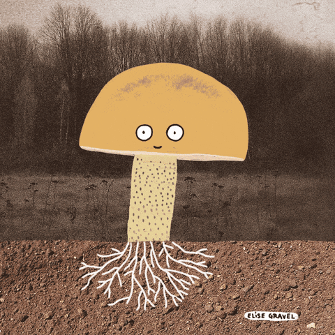 Why watch time is the key to growth. GIF of mushroom growing.