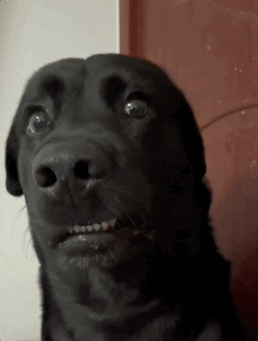 What to post on TikTok when you have no ideas. Dog confused GIF.