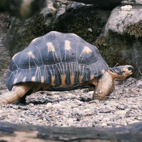 Dealing with slow growth without giving up. Tortoise walking slowly GIF.