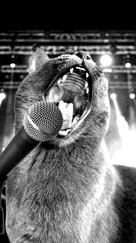 The "waterfall" release: why dropping singles is better than an EP. Photo of a cat singing.