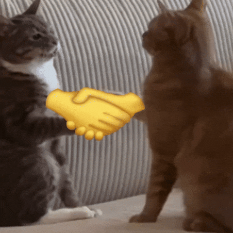 Collaborative marketing: using guest appearances and "collabs" as a strategic tool rather than just a social hang. Cats shaking hands GIF.